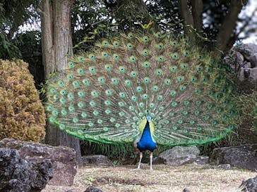 伊豆シャボテン動物公園に投稿された画像（2022/1/27）