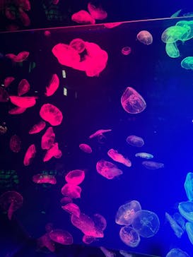 名古屋港水族館に投稿された画像（2022/1/28）