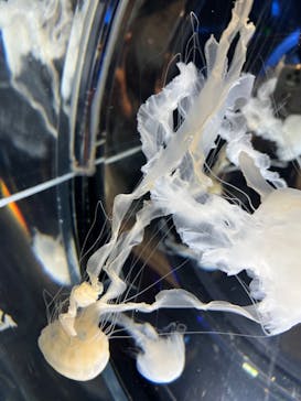 名古屋港水族館に投稿された画像（2022/1/28）