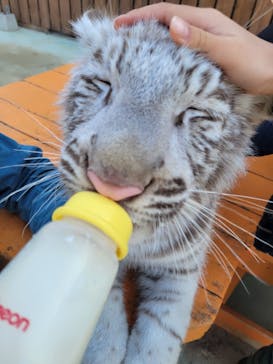 しろとり動物園に投稿された画像（2022/1/28）