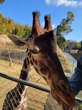 しろとり動物園に投稿された画像（2022/1/28）