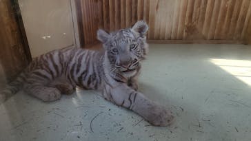 しろとり動物園に投稿された画像（2022/1/28）