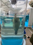京都水族館に投稿された画像（2022/1/29）