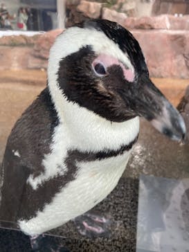 京都水族館に投稿された画像（2022/1/29）