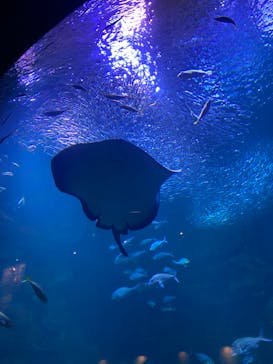 京都水族館に投稿された画像（2022/1/29）