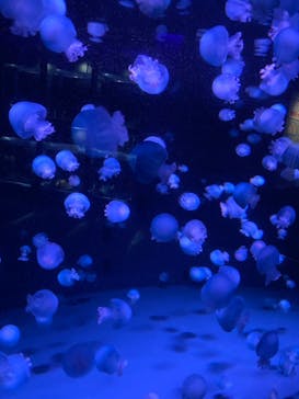 京都水族館に投稿された画像（2022/1/29）