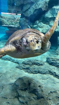 名古屋港水族館に投稿された画像（2022/1/29）