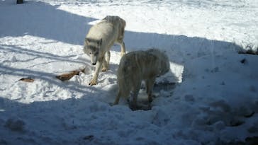 那須どうぶつ王国に投稿された画像（2022/1/29）