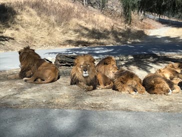 群馬サファリパークに投稿された画像（2022/1/29）