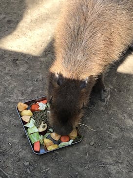 群馬サファリパークに投稿された画像（2022/1/29）