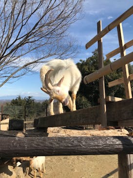 群馬サファリパークに投稿された画像（2022/1/29）