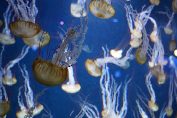 新江ノ島水族館に投稿された画像（2022/1/29）