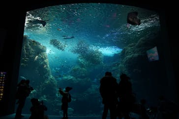 新江ノ島水族館に投稿された画像（2022/1/29）