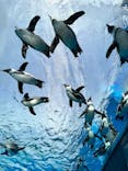 サンシャイン水族館に投稿された画像（2022/1/29）