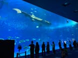 沖縄美ら海水族館に投稿された画像（2022/1/29）