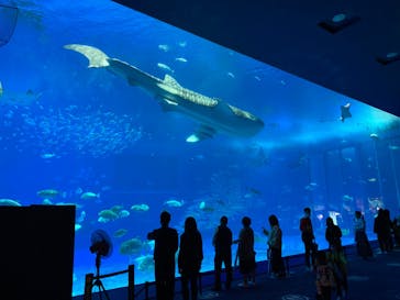 沖縄美ら海水族館に投稿された画像（2022/1/29）