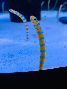 沖縄美ら海水族館に投稿された画像（2022/1/29）