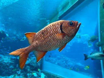 沖縄美ら海水族館に投稿された画像（2022/1/29）