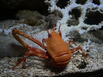 沖縄美ら海水族館に投稿された画像（2022/1/29）