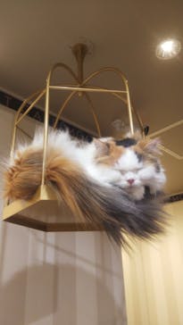 猫カフェモカ　立川店に投稿された画像（2022/1/29）