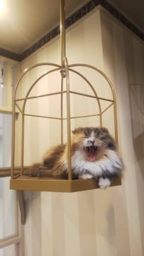 猫カフェモカ　立川店に投稿された画像（2022/1/29）