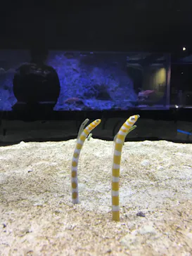 すみだ水族館に投稿された画像（2022/1/29）