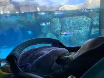 横浜・八景島シーパラダイスに投稿された画像（2022/1/29）