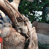 神戸どうぶつ王国に投稿された画像（2022/1/29）