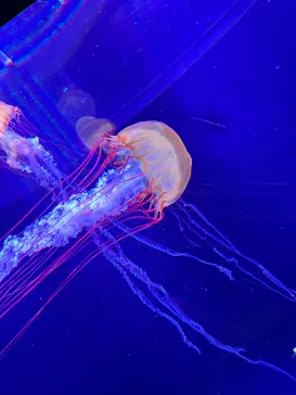 すみだ水族館に投稿された画像（2022/1/29）