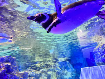 すみだ水族館に投稿された画像（2022/1/29）