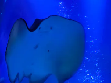 すみだ水族館に投稿された画像（2022/1/29）