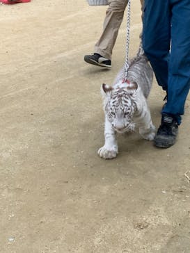 しろとり動物園に投稿された画像（2022/1/29）