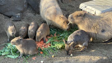 伊豆シャボテン動物公園に投稿された画像（2022/1/29）