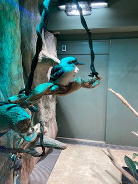 カワスイ 川崎⽔族館に投稿された画像（2022/1/29）