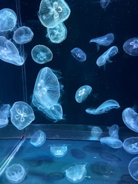 京都水族館に投稿された画像（2022/1/29）