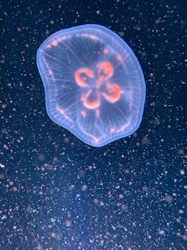 京都水族館に投稿された画像（2022/1/29）