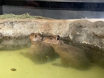 マクセル アクアパーク品川に投稿された画像（2022/1/29）