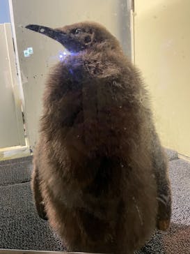 マクセル アクアパーク品川に投稿された画像（2022/1/29）