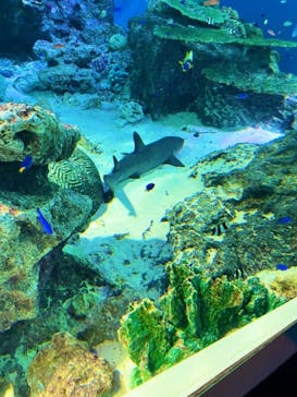 マクセル アクアパーク品川に投稿された画像（2022/1/29）