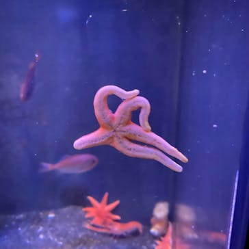 新江ノ島水族館に投稿された画像（2022/1/29）