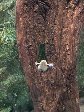 サンシャイン水族館に投稿された画像（2022/1/29）
