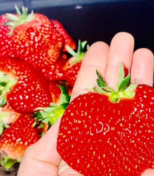 井上寅雄農園に投稿された画像（2022/1/30）