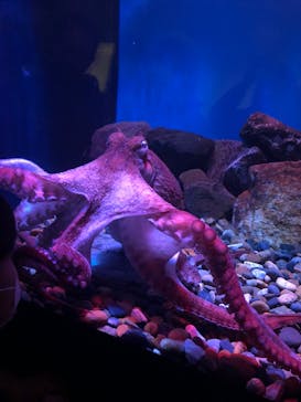 名古屋港水族館に投稿された画像（2022/1/30）