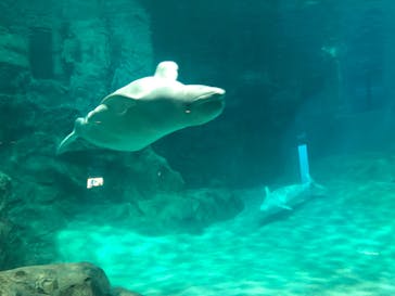 名古屋港水族館に投稿された画像（2022/1/30）