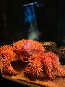 サンシャイン水族館に投稿された画像（2022/1/30）