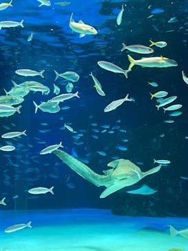 サンシャイン水族館に投稿された画像（2022/1/30）