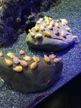 新江ノ島水族館に投稿された画像（2022/1/30）