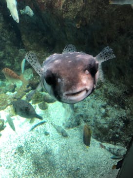 新江ノ島水族館に投稿された画像（2022/1/30）