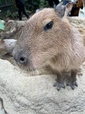 神戸どうぶつ王国に投稿された画像（2022/1/30）