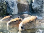伊豆シャボテン動物公園に投稿された画像（2022/1/30）